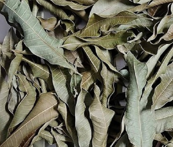 Loại lá có đầy ở Việt Nam, tưởng vô giá trị hóa ra phơi khô thành thảo dược quý, giá ra sao?