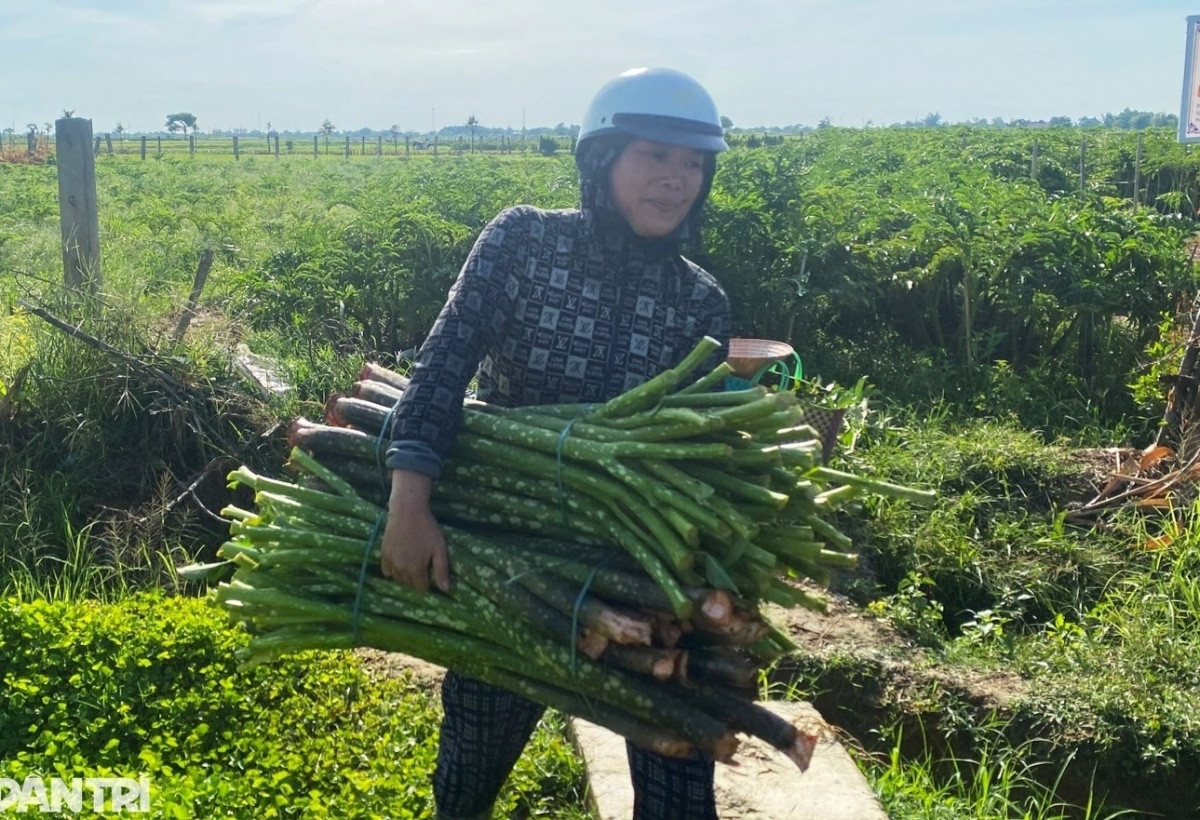 Nông dân Huế ‘lên đời’ nhờ tiên phong trồng loại cây đặc sản từng bước vào thơ ca: Dễ trồng nhưng lại ‘khó tính’, thu nhập hàng trăm triệu/năm