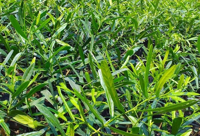 Loại cây từng bị tận diệt tại Nam Trung Bộ nay trở thành 'vàng xanh', bán rễ giá chục triệu/kg
