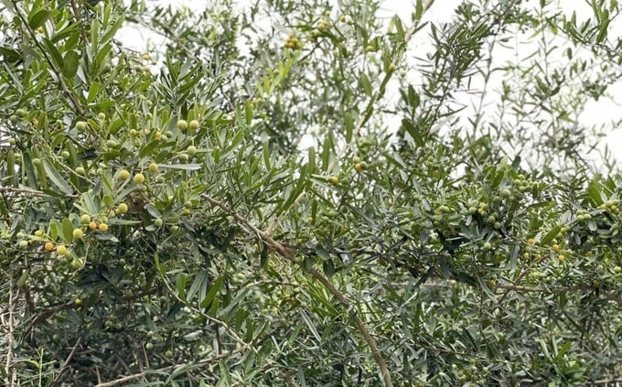 Loại cây từng bị tận diệt tại Nam Trung Bộ nay trở thành 'vàng xanh', bán rễ giá chục triệu/kg