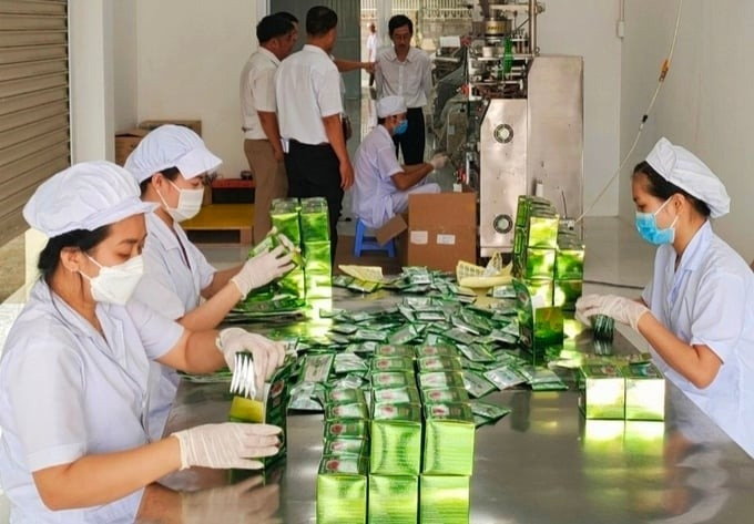 Loại cây từng bị tận diệt tại Nam Trung Bộ nay trở thành 'vàng xanh', bán rễ giá chục triệu/kg