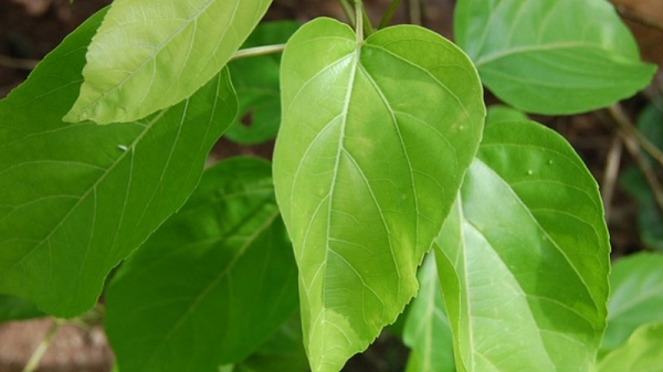Loại rau quê mọc hoang xưa chẳng ai để ý, nay thành đặc sản khách thành phố tranh nhau mua, giá tới 65.000 đồng/kg