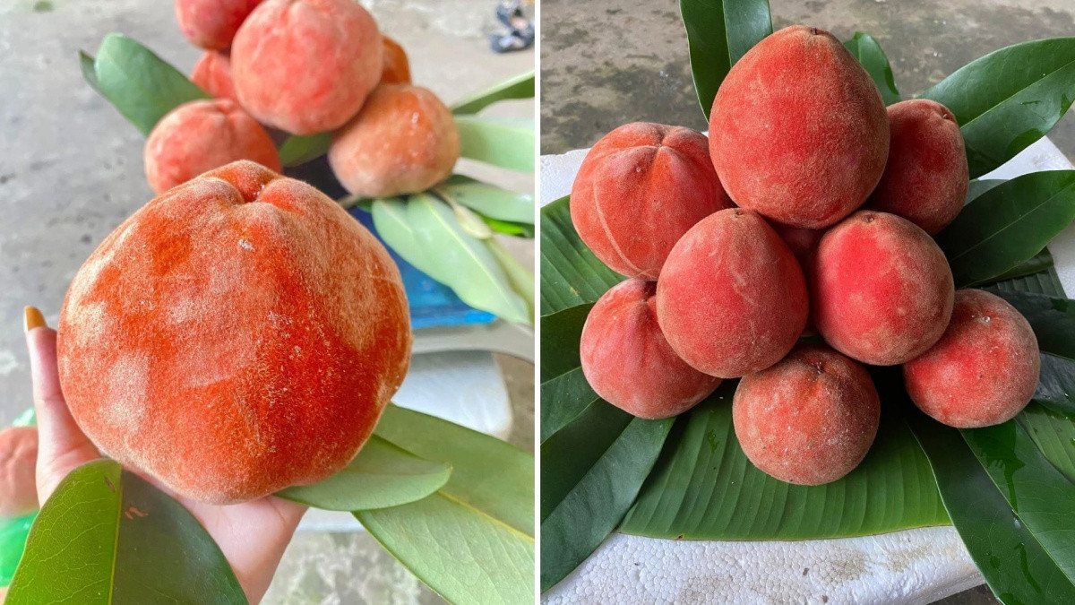 Đặc sản màu đỏ rực ở miền Tây như kết hợp giữa đào, hồng và vú sữa: Khó kiếm ngoài Bắc, giá cao vẫn hút khách