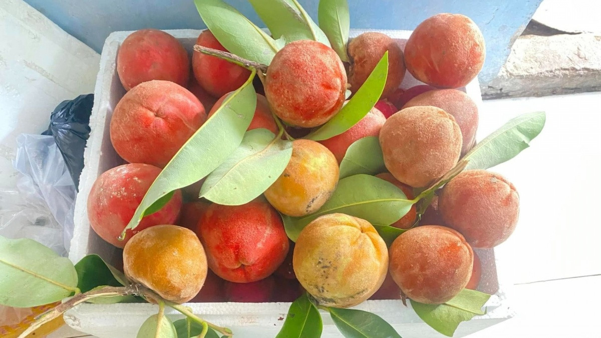 Đặc sản màu đỏ rực ở miền Tây như kết hợp giữa đào, hồng và vú sữa: Khó kiếm ngoài Bắc, giá cao vẫn hút khách