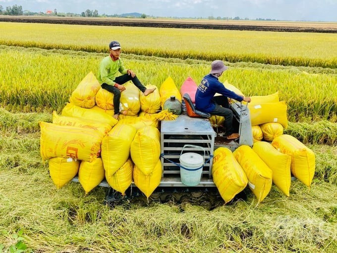 Xuất khẩu gạo thu về 3,17 tỉ USD trong 8 tháng. Ảnh: VFA. 05082024-03.jpg