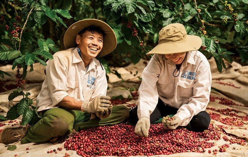 Xuất khẩu cà phê bất ngờ vượt cả năm 2024. Ảnh minh họa: IT. thu-hoach-ca-phe-2024-an-da-tron.jpg