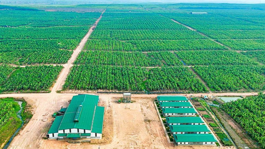 Lỗ lũy kế của HAGL Agrico được nâng lên 9.643 tỷ đồng. 2.jpg