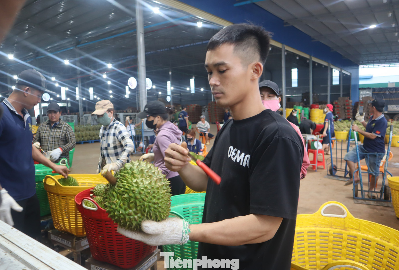 Thợ gõ sầu riêng kiểm tra chất lượng tại kho. tp-14.jpg