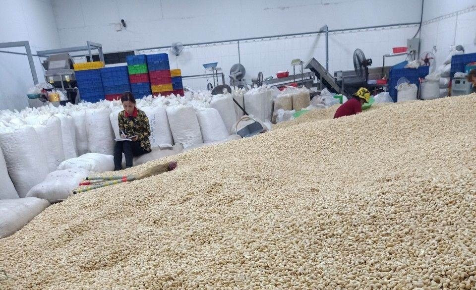 Động lực khiến Trung Quốc tăng thu mua hạt điều Việt Nam, tốc độ khiến Mỹ hụt hơi