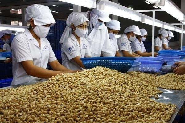 Động lực khiến Trung Quốc tăng thu mua hạt điều Việt Nam, tốc độ khiến Mỹ hụt hơi