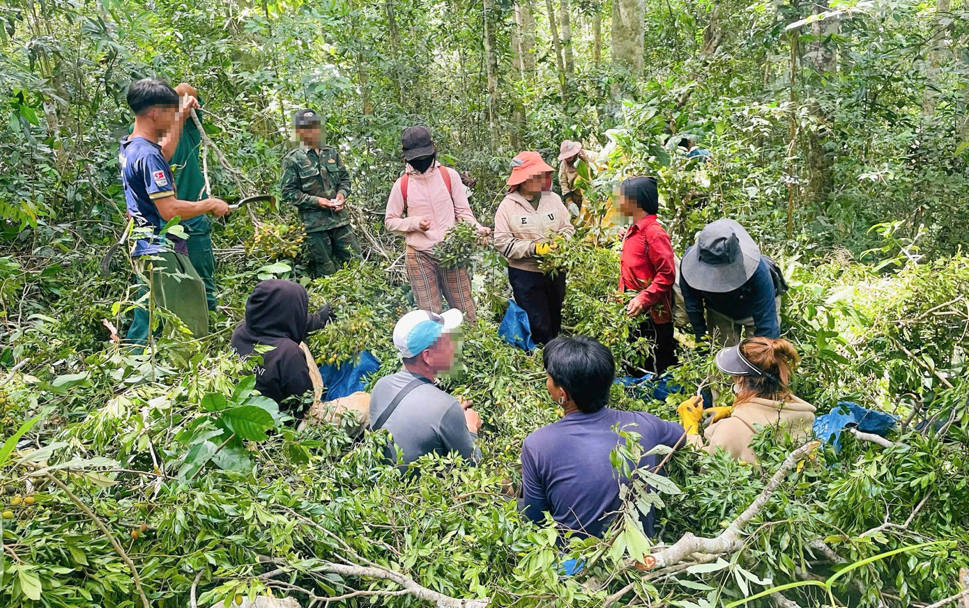 Người dân vào các khu rừng hái quả ươi, quả xoay. Ảnh: T.T khai-thac.jpg