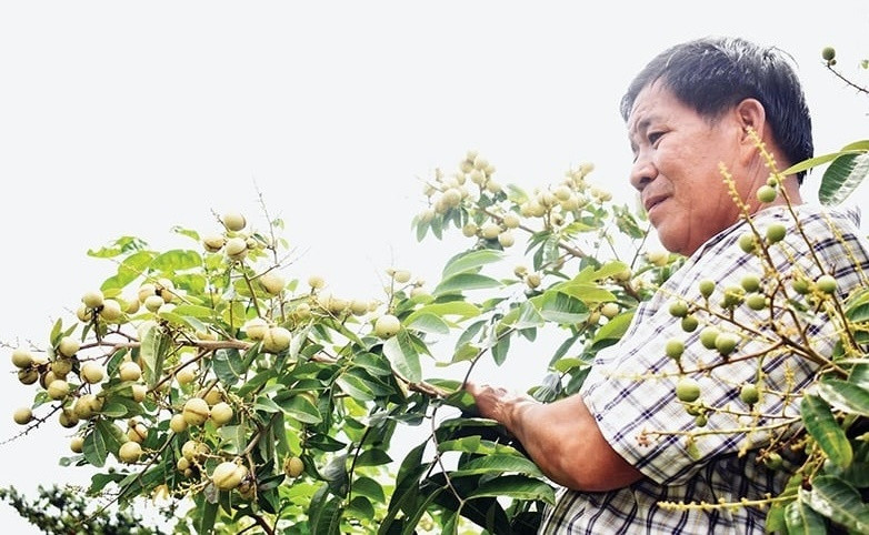 Nông dân Vĩnh Long lai tạo giống được ‘viên ngọc quý’ trong vườn: Quả lép, ăn ngon, sản lượng 25 tấn/ha, mở ra cơ hội ‘kiếm tiền kép’