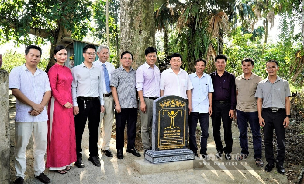 Hai gốc cây hơn 200 tuổi được ví như ‘kho báu' chính thức trở thành Cây di sản Việt Nam - ảnh 1
