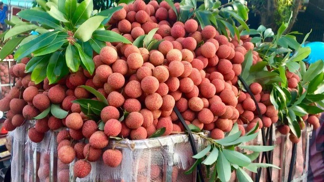 Việt Nam đã có một mùa vải thành công. Ảnh minh họa: IT. anh-duoc-tao-boi-phanthuytrangba.jpg