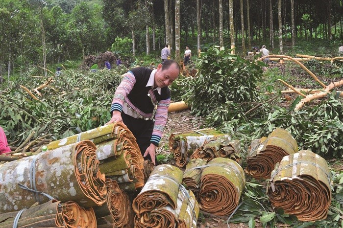 Cây gỗ quý ở Việt Nam được mệnh danh là ‘kho báu xanh’, cực hiếm trên thế giới, khiến Mỹ lùng mua, từ vỏ đến lá đều ‘hái ra tiền’ - ảnh 2