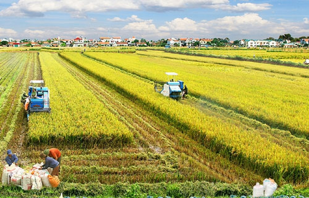 Nhìn lợi nhuận sau bán lúa, nông dân ĐBSCL vẫn mất ăn mất ngủ