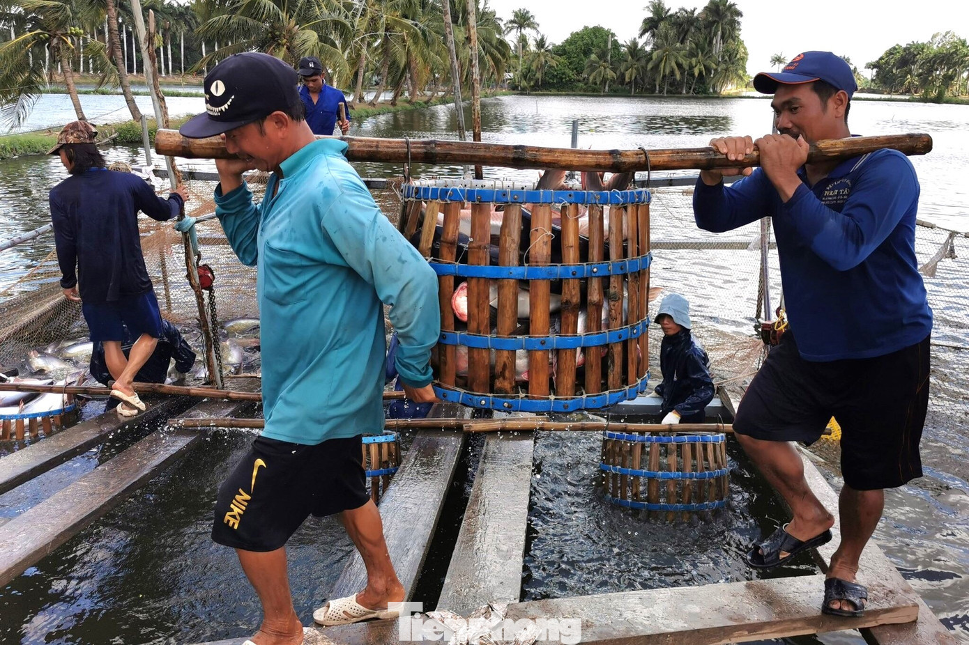 Những sản phẩm chủ lực của ĐBSCL dễ chịu tác động bởi thuế đối ứng của Mỹ. tp-catra-1667.jpg