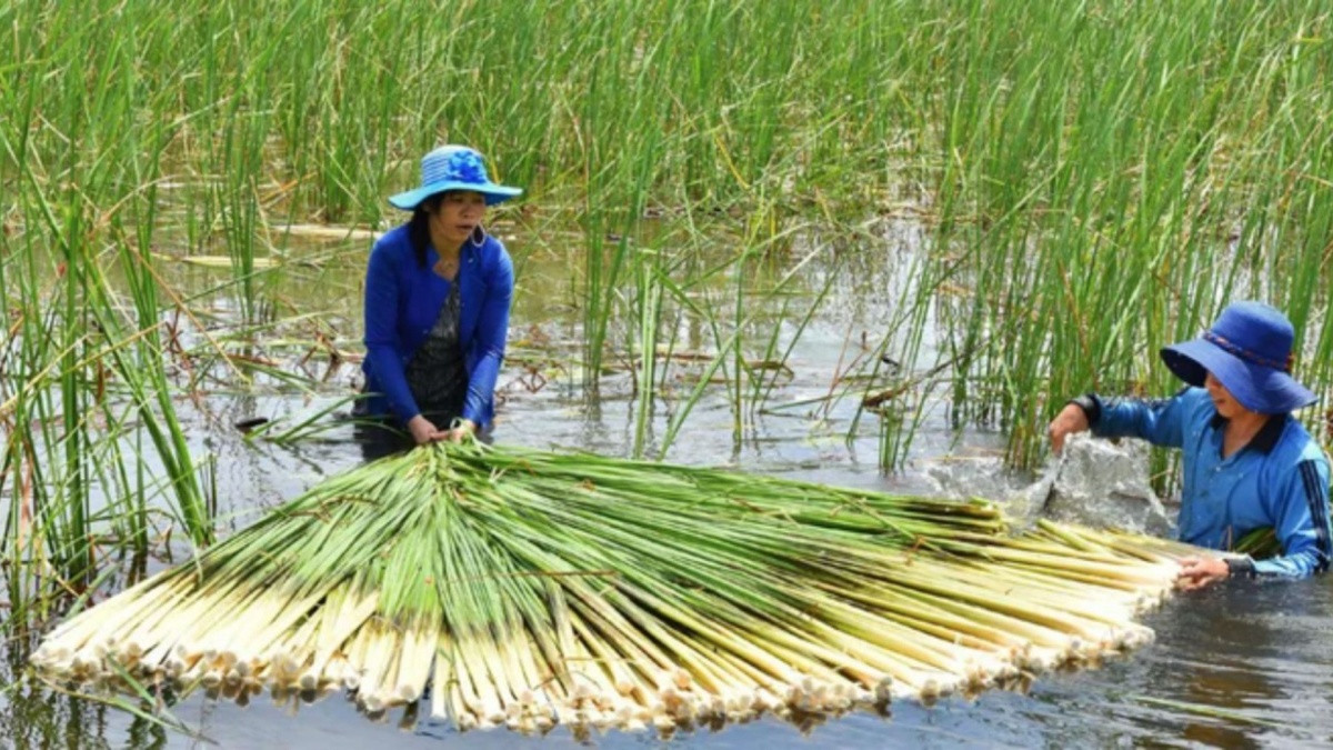 Từ loài cỏ dại, người dân miền Tây đã tạo nên món đặc sản dân dã khiến ai cũng muốn mua về làm quà