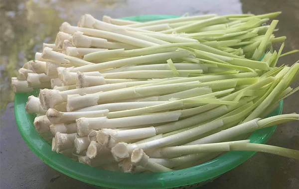 cay-bon-bon-dac-san-mien-tay.png