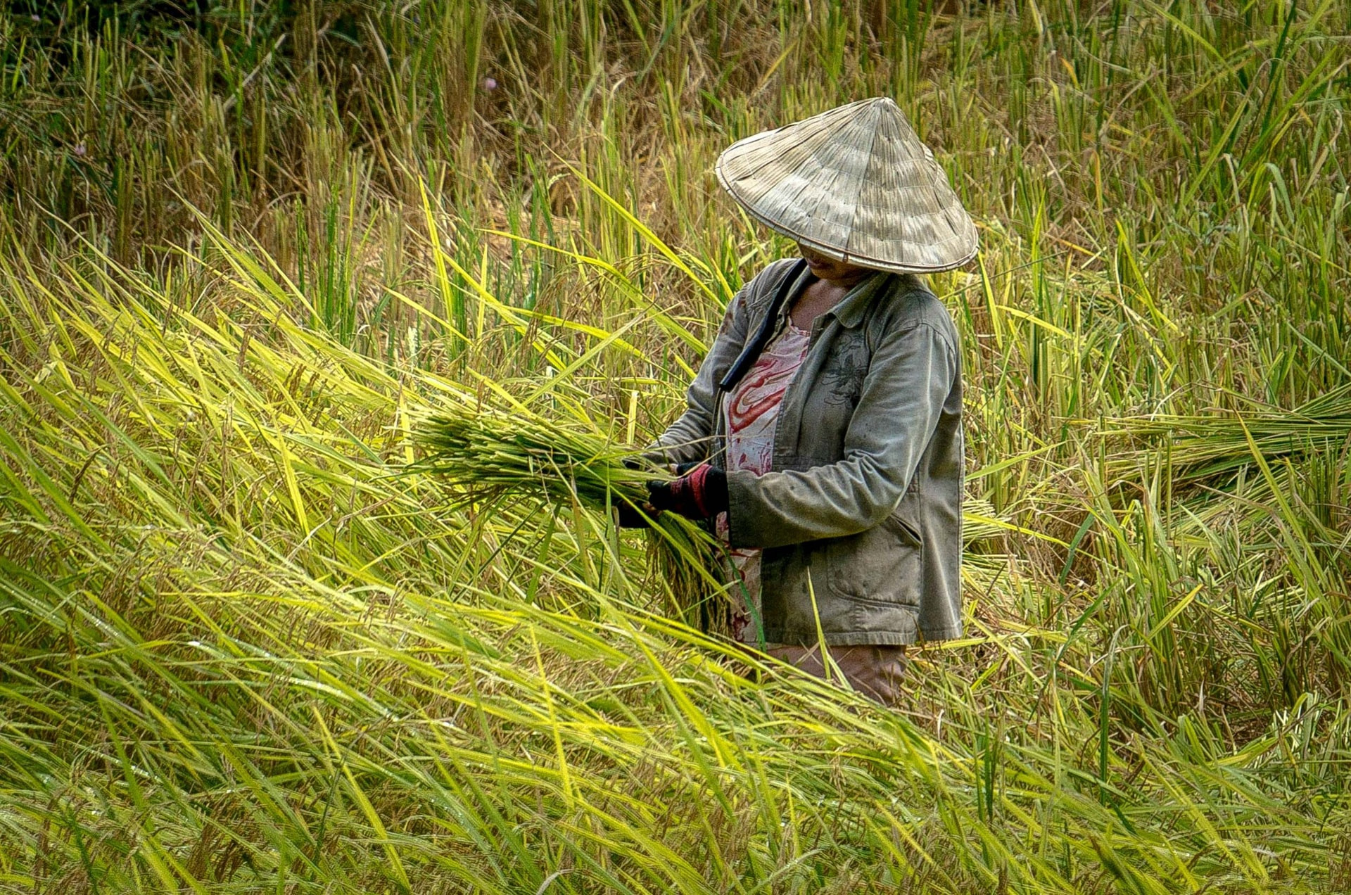 Dù đạt nhiều kết quả tích cực, ngành nông nghiệp vẫn đối diện với hàng loạt khó khăn