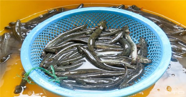 ca-keo-mien-tay-2.png