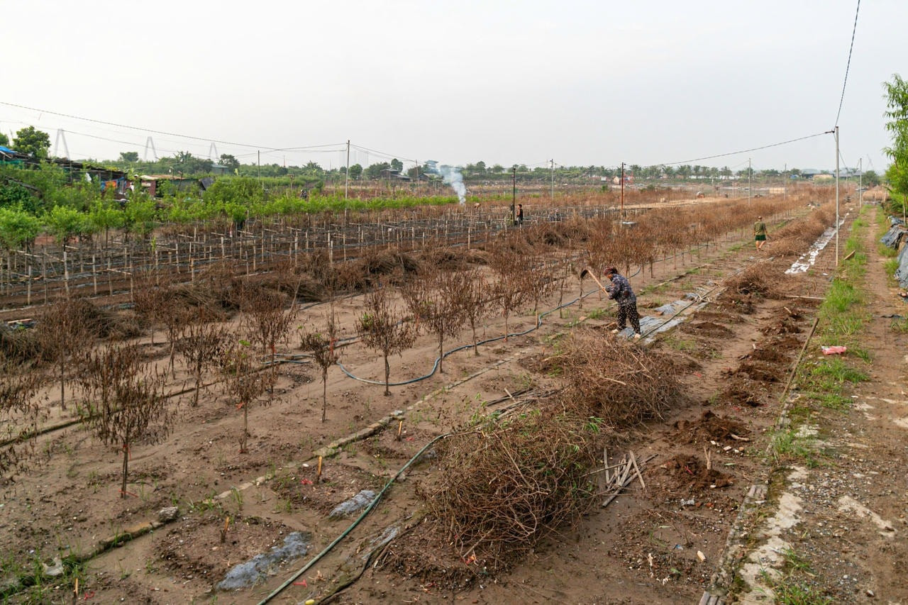 lang-dao-nhat-tan-2.jpg