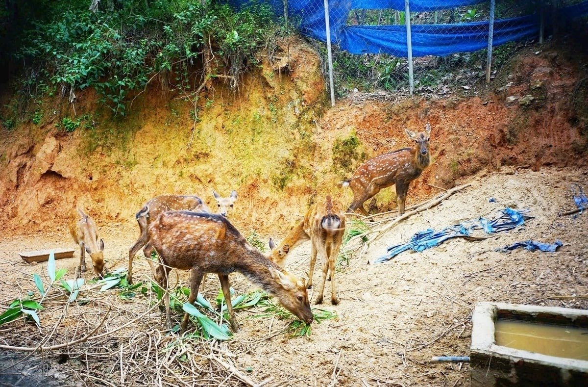 nuoi-huou-sao-da-nang-1.jpg