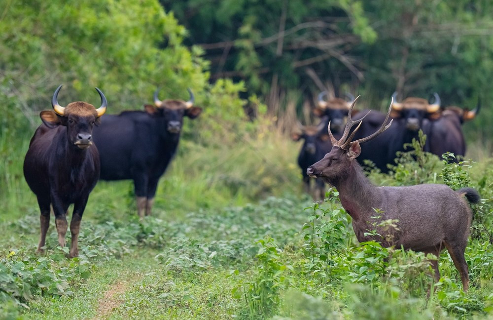 Vườn Quốc gia gần 72.000ha của Việt Nam giành 4 giải thưởng quốc tế
