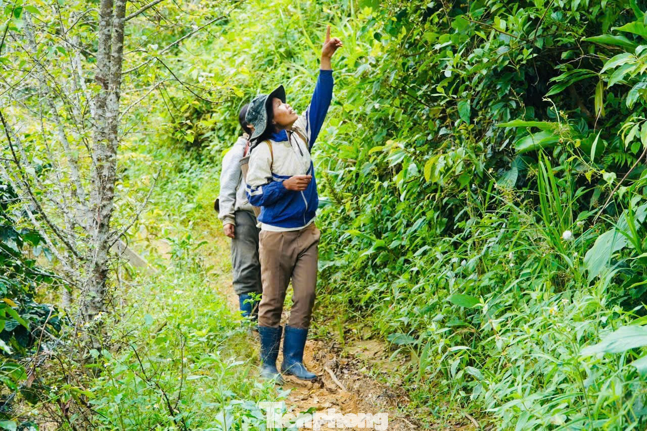 Ở vùng núi Ngọc Linh, thuộc các xã Tu Mơ Rông, Măng Ri… (tỉnh Quảng Ngãi ) không chỉ nổi tiếng có sâm Ngọc Linh , nơi đây còn được thiên nhiên ưu đãi cho loài cây dược liệu quý mang tên ngũ vị tử, mà người Xơ Đăng thường gọi là “hạt ngọc trời”. tp-2347.jpg