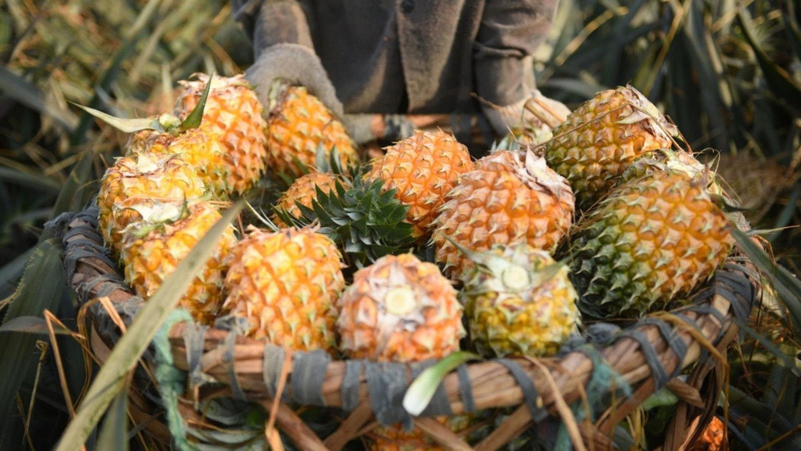 Hiện dứa Việt Nam đã xuất khẩu sang hơn 100 quốc gia và vùng lãnh thổ.