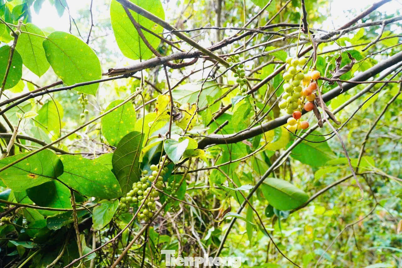 Từ xưa, người dân thường hái quả về ăn, sau này, bán cho thương lái thu mua về làm gia vị, thuốc . Khi còn xanh, quả ngũ vị tử có màu vàng nhẹ, chuyển thành màu đỏ hồng mọng khi đã chín. tp-2346.jpg