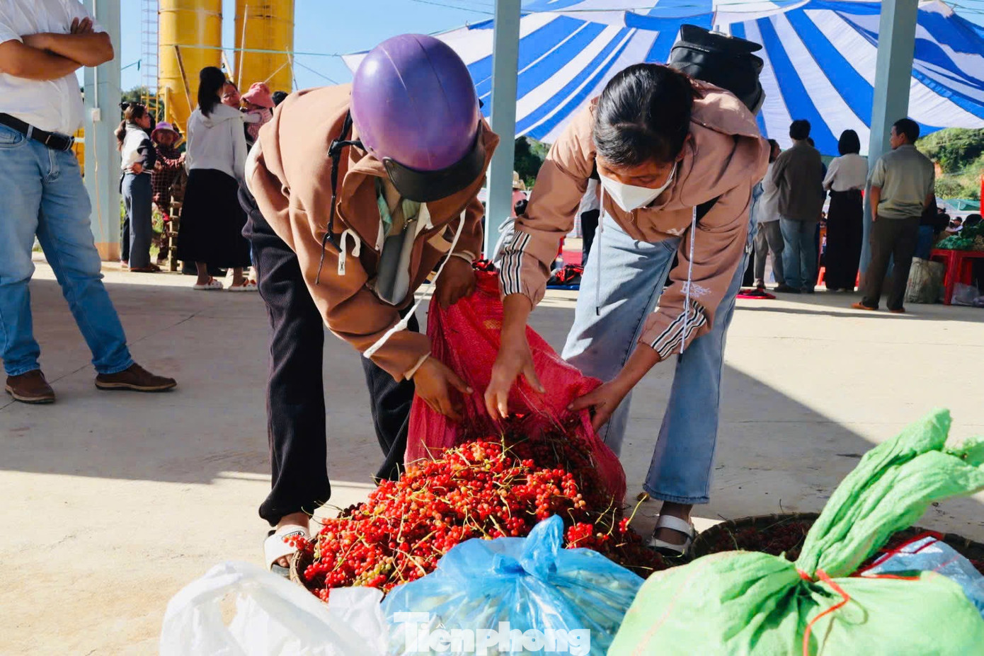 Ông Dương Đăng Khoa - Phó Chủ tịch UBND xã Tu Mơ Rông, tỉnh Quảng Ngãi - cho biết, cây ngũ vị tử thường mọc ở bìa rừng hoặc rừng non. Loài cây này đã gắn bó với đồng bào Xơ Đăng từ xưa tới nay. Khoảng 10 năm trước, đến mùa là thương lái tới địa phương tìm mua ngũ vị tử nên người dân đi hái về bán, mang lại nguồn thu nhập tốt. tp-2358.jpg