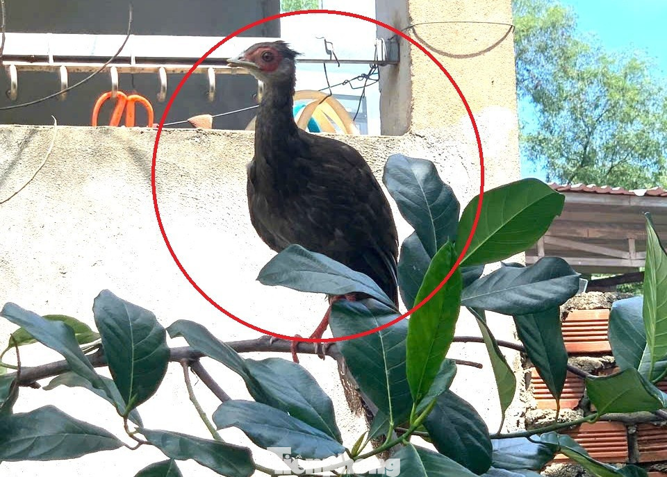 Con gà lôi đậu trên cành cây trong vườn nhà dân ở TPHCM tp-bd-2.jpg