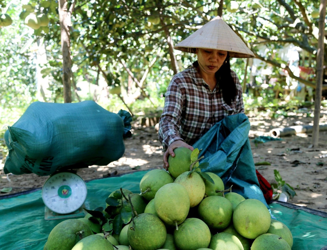 6-buoi-thanh-tra-hue.jpg