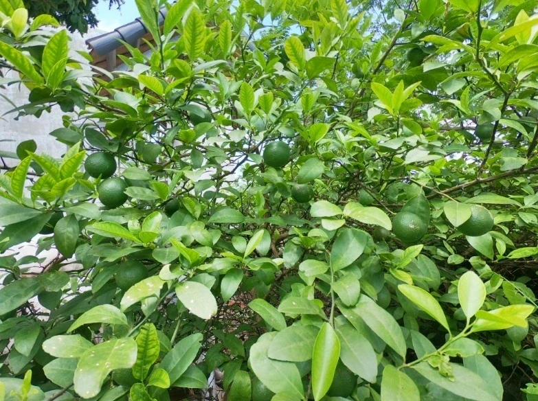 cong_dung_cua_la_chanh_5.webp