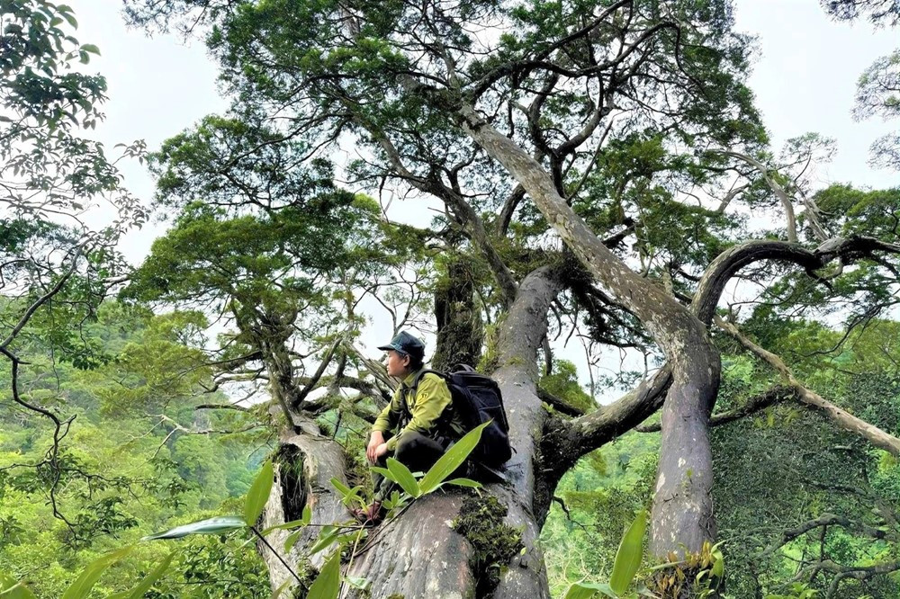 ‘Kho báu’ 500 tuổi nằm giữa Vườn Quốc gia nổi tiếng của Việt Nam sắp mở cửa đón khách - ảnh 1