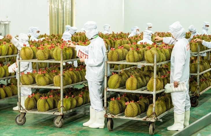 Hoạt động xuất khẩu sầu riêng lại gặp khó do nhiều phòng kiểm nghiệm Cadimi, vàng O tạm dừng hoạt động. sau-rieng.jpg