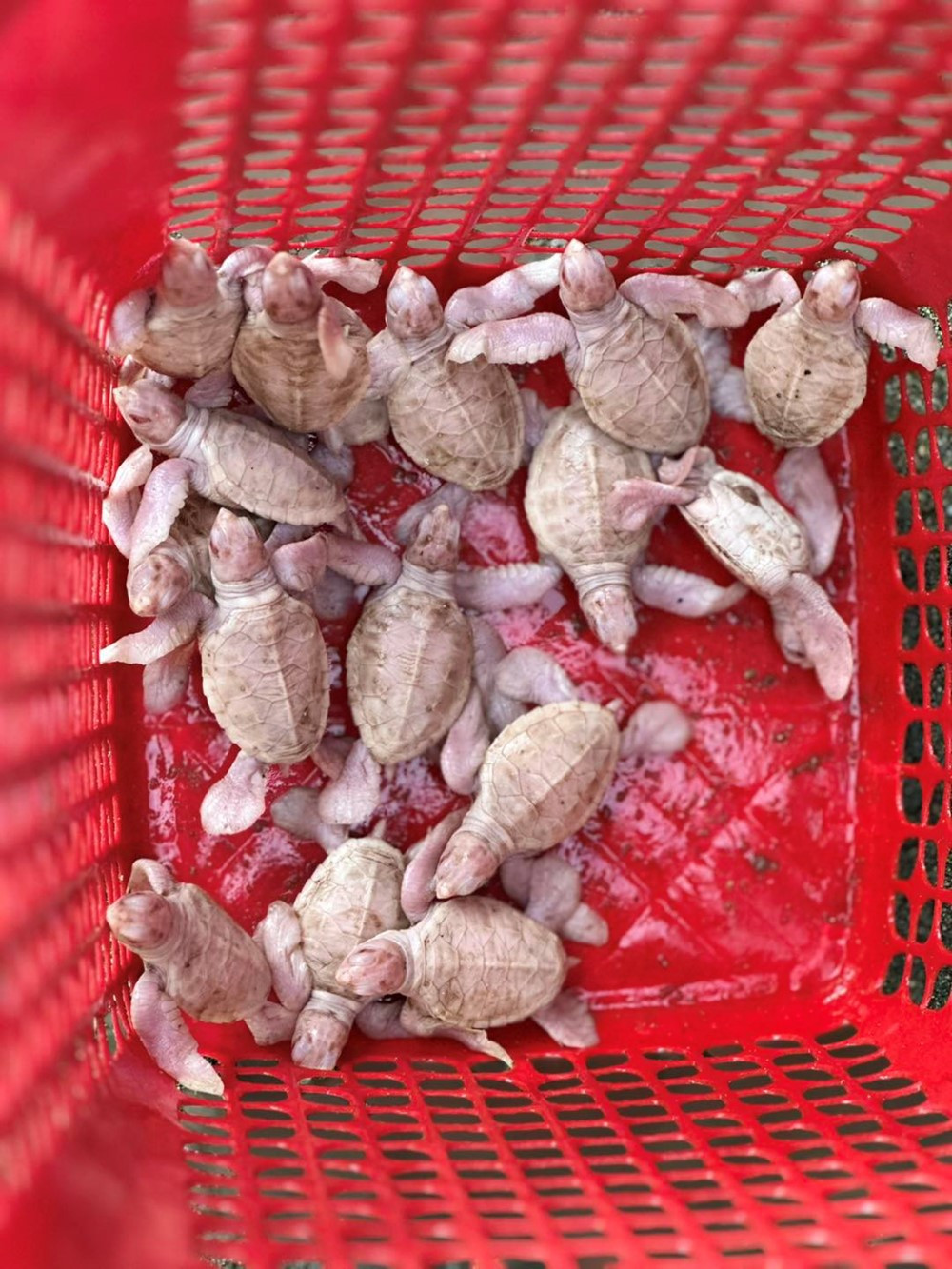 'Thủ phủ rùa biển' của Việt Nam đón tin vui - ảnh 1