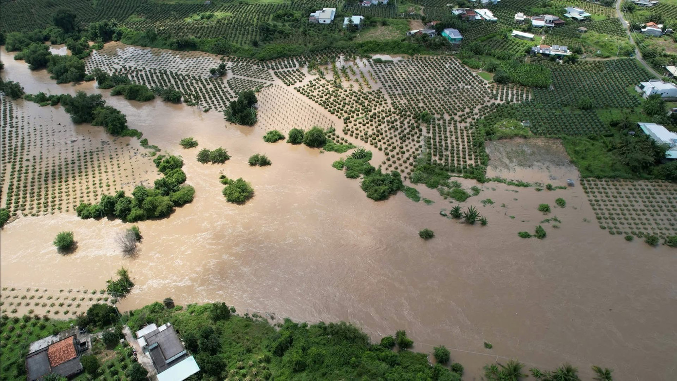 Hàng trăm ha thanh long của người dân Lâm Đồng bị ngập sâu. Hàng trăm ha thanh long của người dân Lâm Đồng bị ngập sâu.