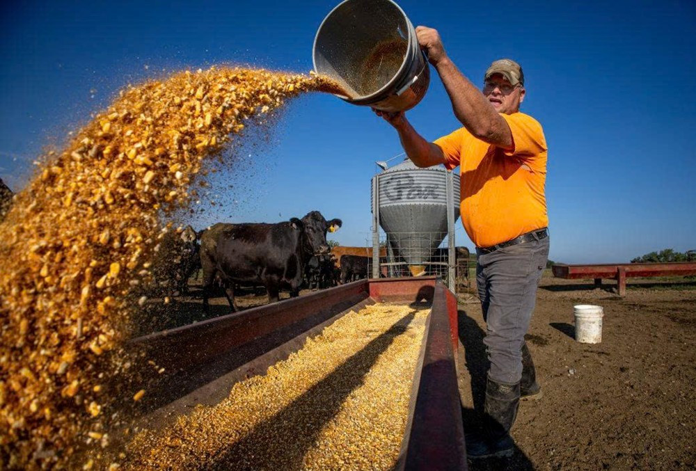 Thu hoạch vụ mùa lớn nhất lịch sử, nông dân Mỹ vẫn ‘trắng tay’ - ảnh 3