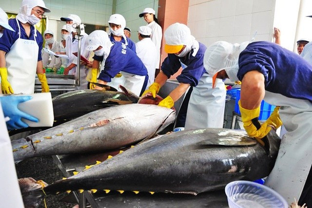 Việc thuỷ sản Việt Nam vẫn chưa gỡ được thẻ vàng khiến toàn ngành thiệt hại không nhỏ về kinh tế và thương hiệu. the-vang-3.jpg