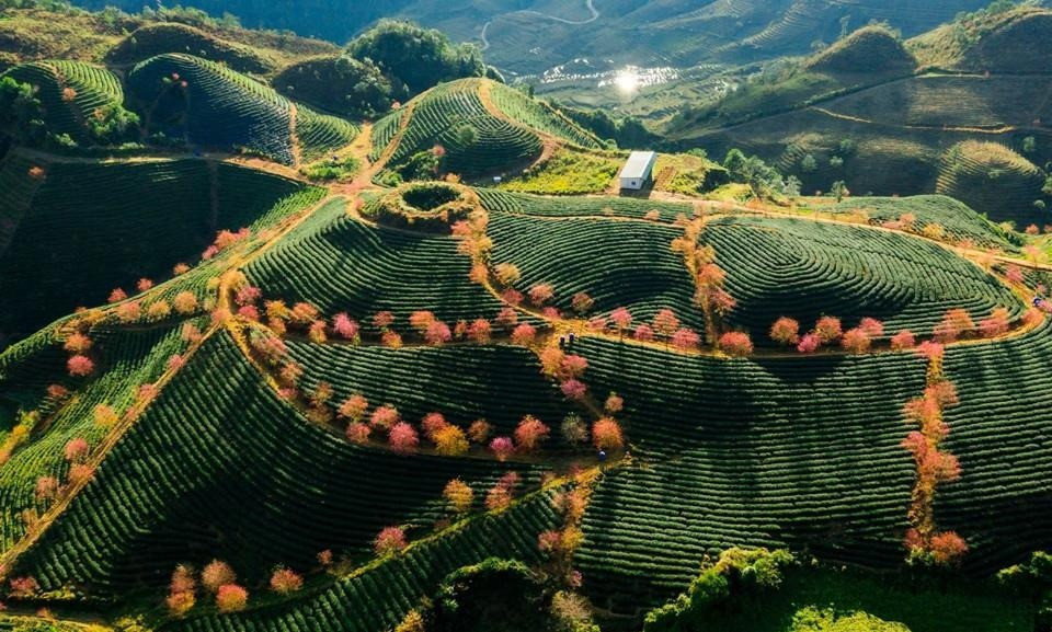 Đồi chè Ô Quý Hồ. Nguồn ảnh: Internet Đồi chè Ô Quý Hồ. Nguồn ảnh: Internet