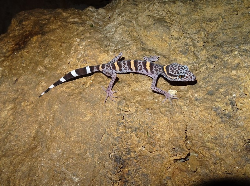 Việt Nam sở hữu 'báu vật' tự nhiên đang đứng trước nguy cơ bị xóa sổ, trên thế giới chỉ 2 nước có - ảnh 1