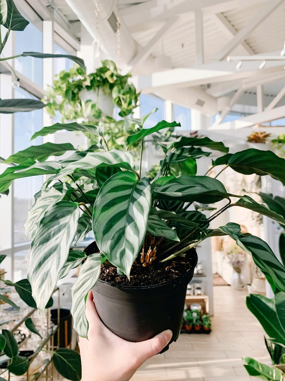 Loại cây được mệnh danh là 'bùa may mắn', nên trồng trong nhà để tăng vận khí, hút tài lộc - ảnh 3