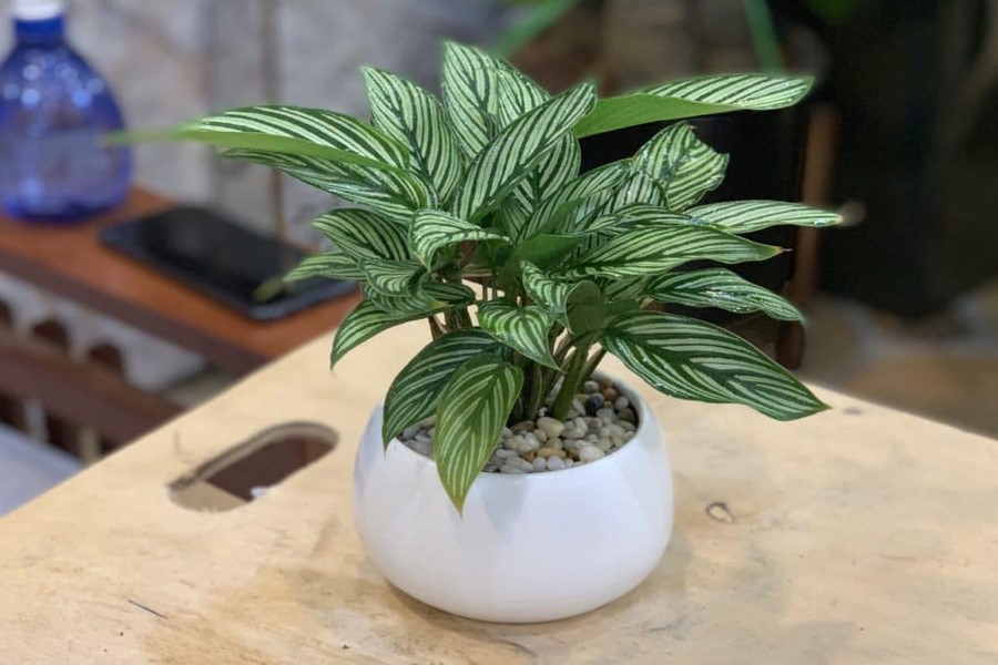 Loại cây được mệnh danh là 'bùa may mắn', nên trồng trong nhà để tăng vận khí, hút tài lộc - ảnh 2