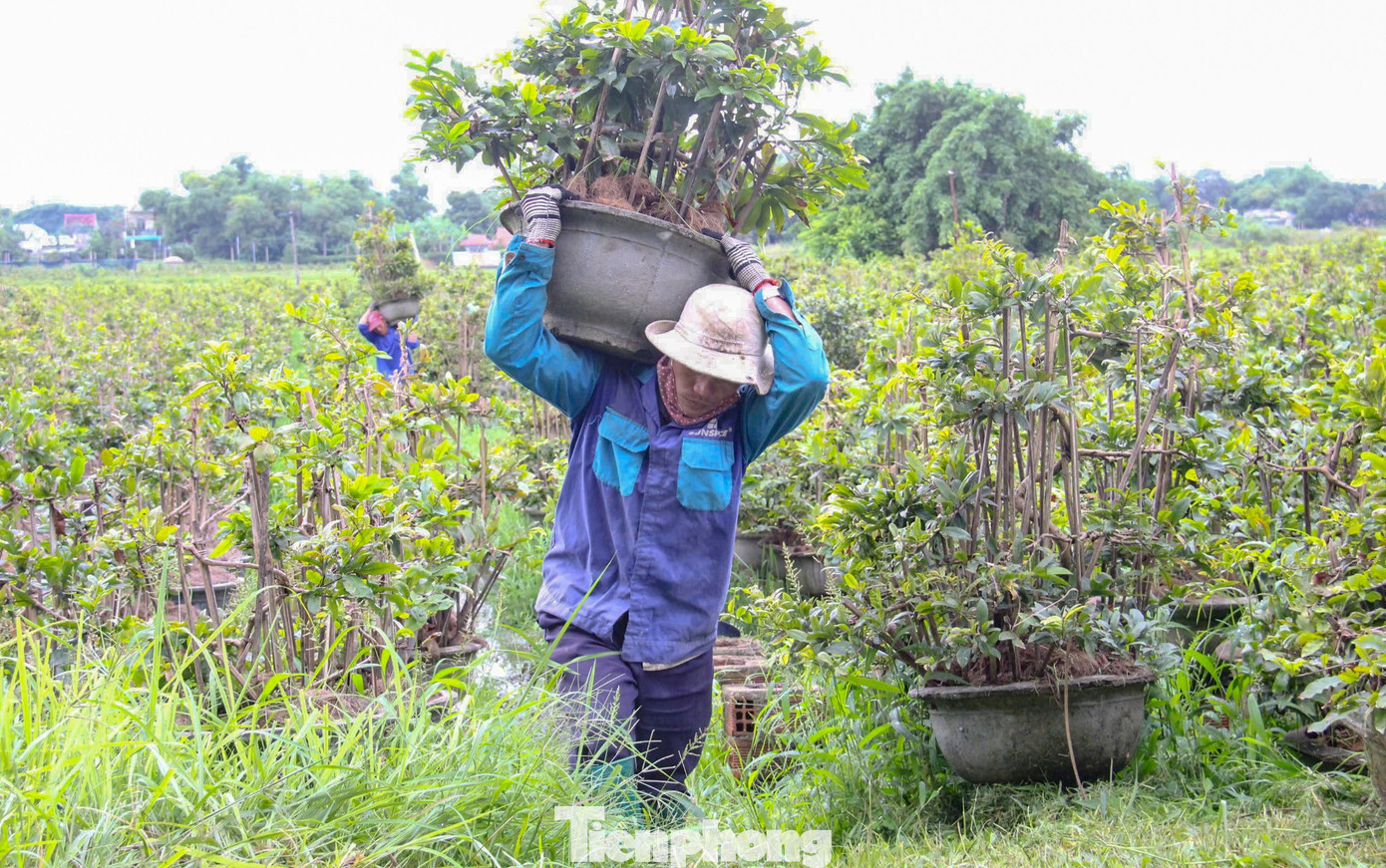 Theo người dân, những chậu mai chỉ cần ngâm nước lũ 5-7 ngày là coi như hư hết, Tết chẳng còn gì để bán. Ảnh: TĐ. tp-m6.jpg