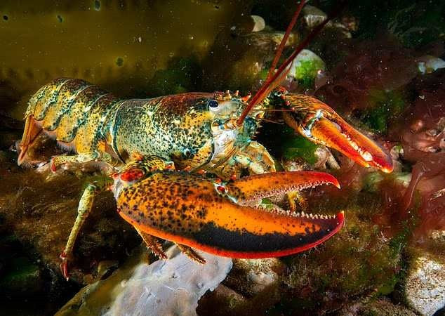 Phát hiện vi nhựa gây hại cho sức khỏe trong loại hải sản đắt đỏ nhất thế giới - ảnh 1