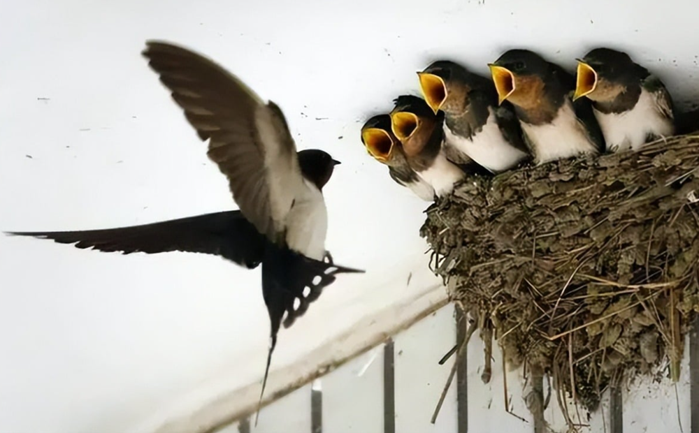 Tín hiệu báo Thần Tài gõ cửa, tiền bạc hanh thông, sự nghiệp khởi sắc - ảnh 3