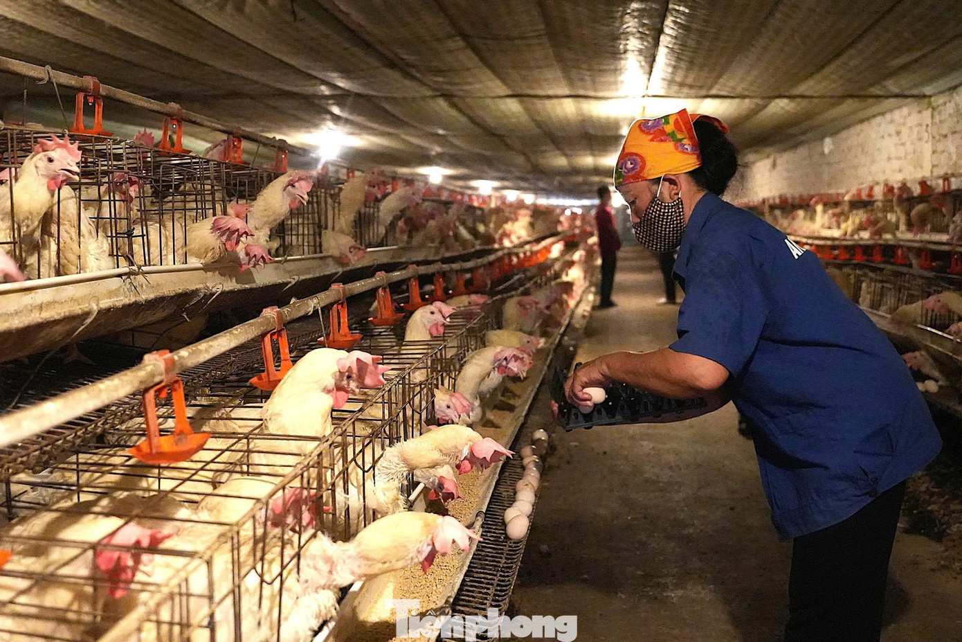 Cơ sở tạo việc làm cho 4 lao động thường xuyên và 10 lao động thời vụ tp-2-6394.jpg