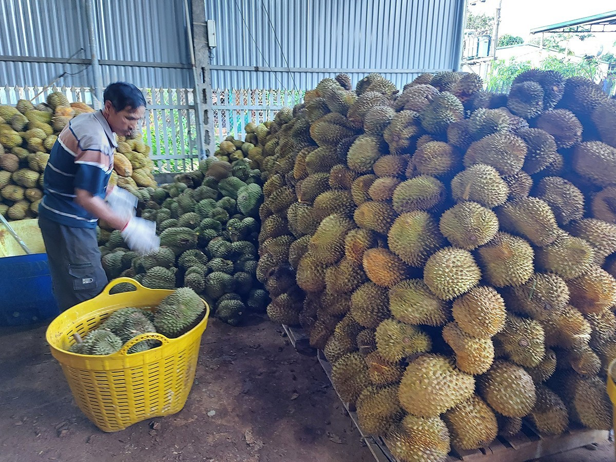 Năm 2025, sản lượng sầu riêng của tỉnh Đắk Lắk ước đạt 390.000 tấn. Ảnh: Tuấn Nguyễn 15a.jpg